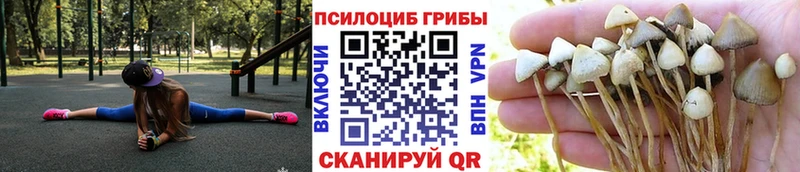 Псилоцибиновые грибы Cubensis Шлиссельбург
